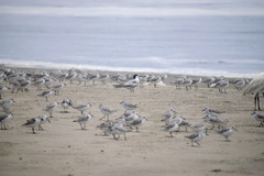 Thalasseus sandvicensis