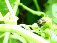 Henosepilachna argus