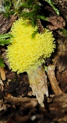 Physarum virescens