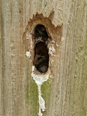 Megachile sculpturalis