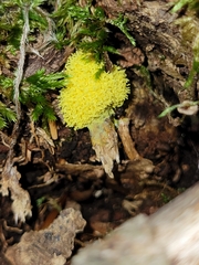 Physarum virescens