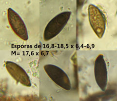 Amphisphaerella mycophila