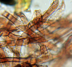 Amphisphaerella mycophila