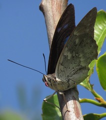 Archaeoprepona demophoon