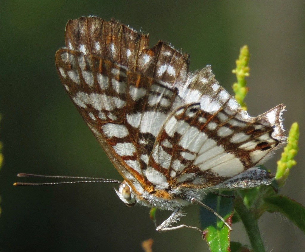 Ariconias