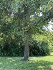 Quercus imbricaria