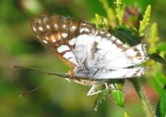 Ariconias glaphyra