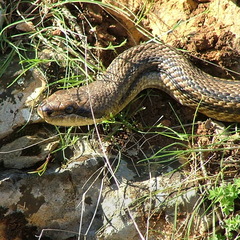 Elaphe quatuorlineata
