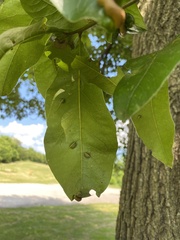 Quercus imbricaria