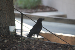 Corvus brachyrhynchos