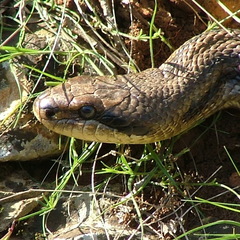 Elaphe quatuorlineata
