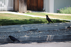 Corvus brachyrhynchos