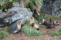 Arctocephalus gazella
