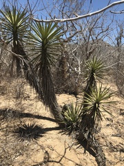 Yucca capensis