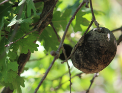 Andricus quercuscalifornicus