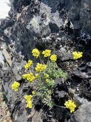 Draba incerta