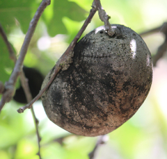 Andricus quercuscalifornicus