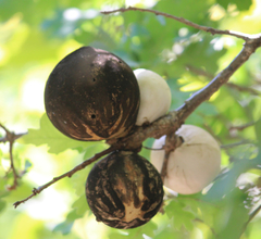 Andricus quercuscalifornicus