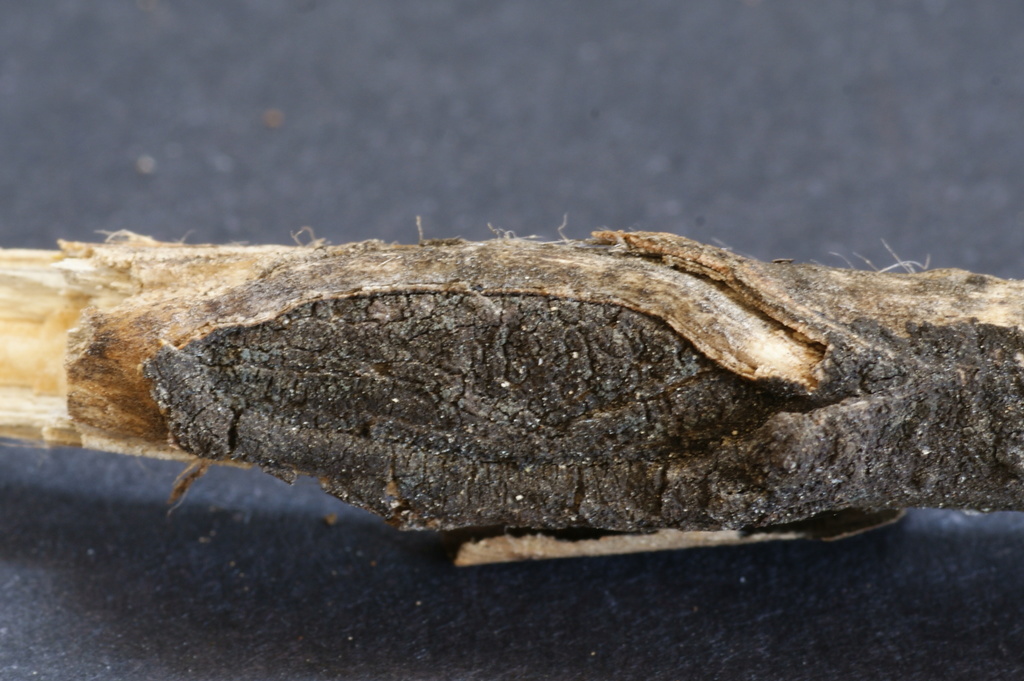 Botryosphaeria corticola