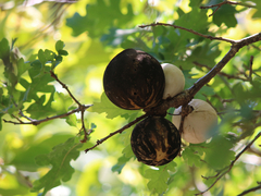 Andricus quercuscalifornicus