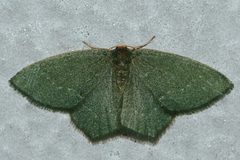 Thalera pistasciaria