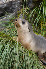 Arctocephalus gazella