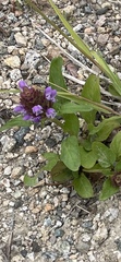 Prunella vulgaris vulgaris