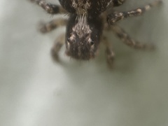 Naphrys pulex