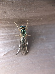 Merosargus caeruleifrons