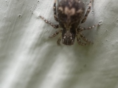Naphrys pulex