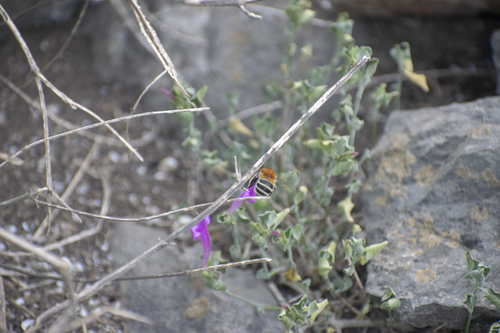 photo of (Anthophora arequipensis)