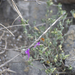 photo of Arequipa Digger (Anthophora arequipensis)