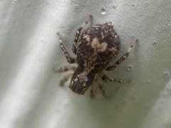 Naphrys pulex