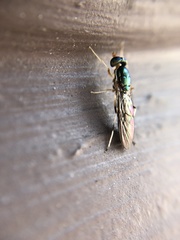 Merosargus caeruleifrons