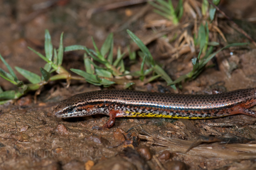 Bowring's Supple Skink