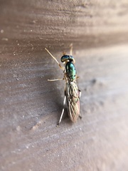 Merosargus caeruleifrons