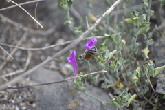 Anthophora arequipensis