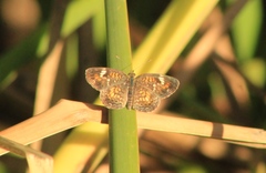 Phyciodes phaon