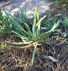 Conicosia pugioniformis