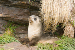 Arctocephalus gazella