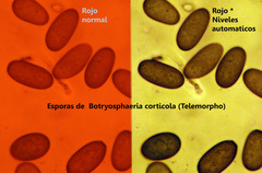 Botryosphaeria corticola