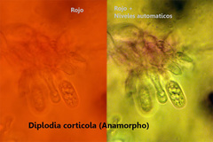 Botryosphaeria corticola