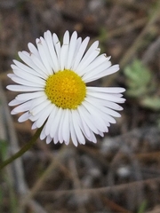 Erigeron flagellaris
