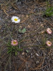 Erigeron flagellaris