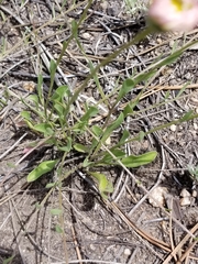 Erigeron flagellaris