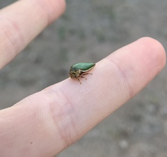 Stictopelta marmorata