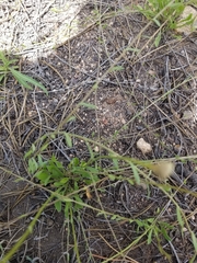 Erigeron flagellaris