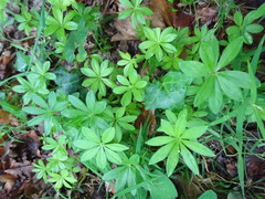 Galium odoratum: 기원과 용도 — 사진 2
