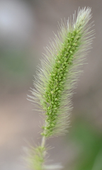 Setaria viridis viridis