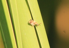 Penthobruchus germaini